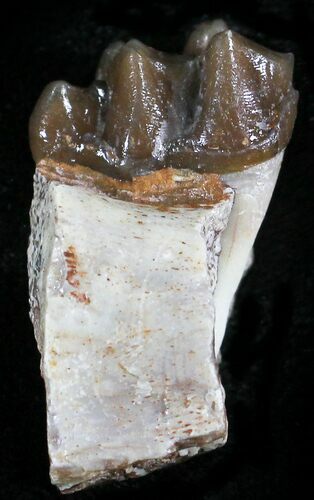 Oligocene Horse (Mesohippus) Jaw Section #25065
